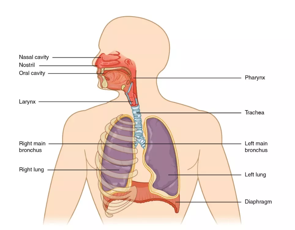 Chart indicating the parts of the respiratory system